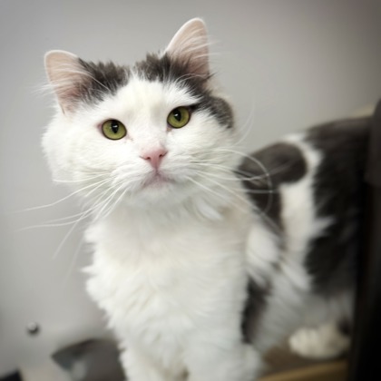 Phil, an adoptable Domestic Long Hair, Domestic Short Hair in Gwinn, MI, 49841 | Photo Image 1