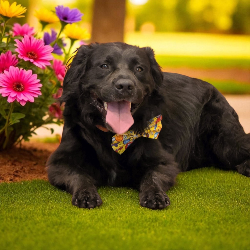 Linus, an adoptable Mixed Breed in Glenfield, NY, 13343 | Photo Image 1