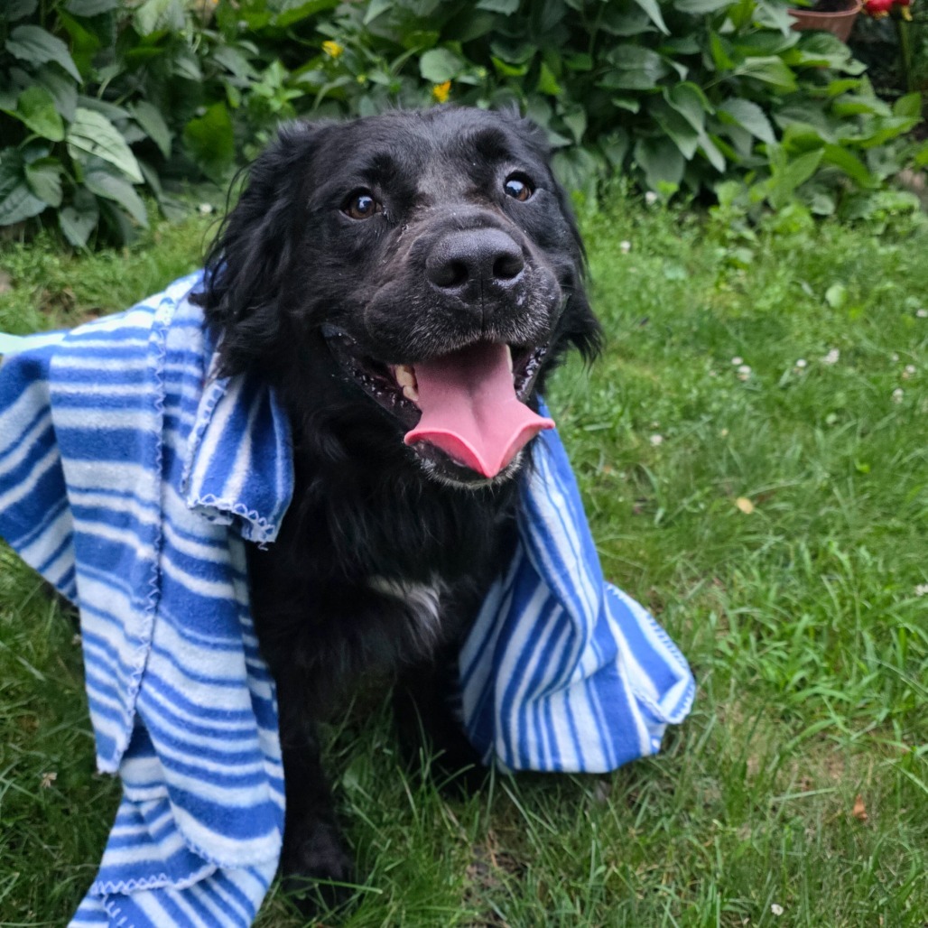 Linus, an adoptable Mixed Breed in Glenfield, NY, 13343 | Photo Image 4