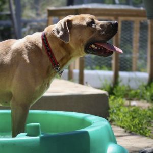 Frankie is a one-year-old pittie with a big smile and an even bigger heart At 6