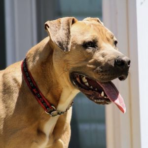 Frankie Pit Bull Terrier Dog