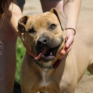 Frankie is a one-year-old pittie with a big smile and an even bigger heart At 6