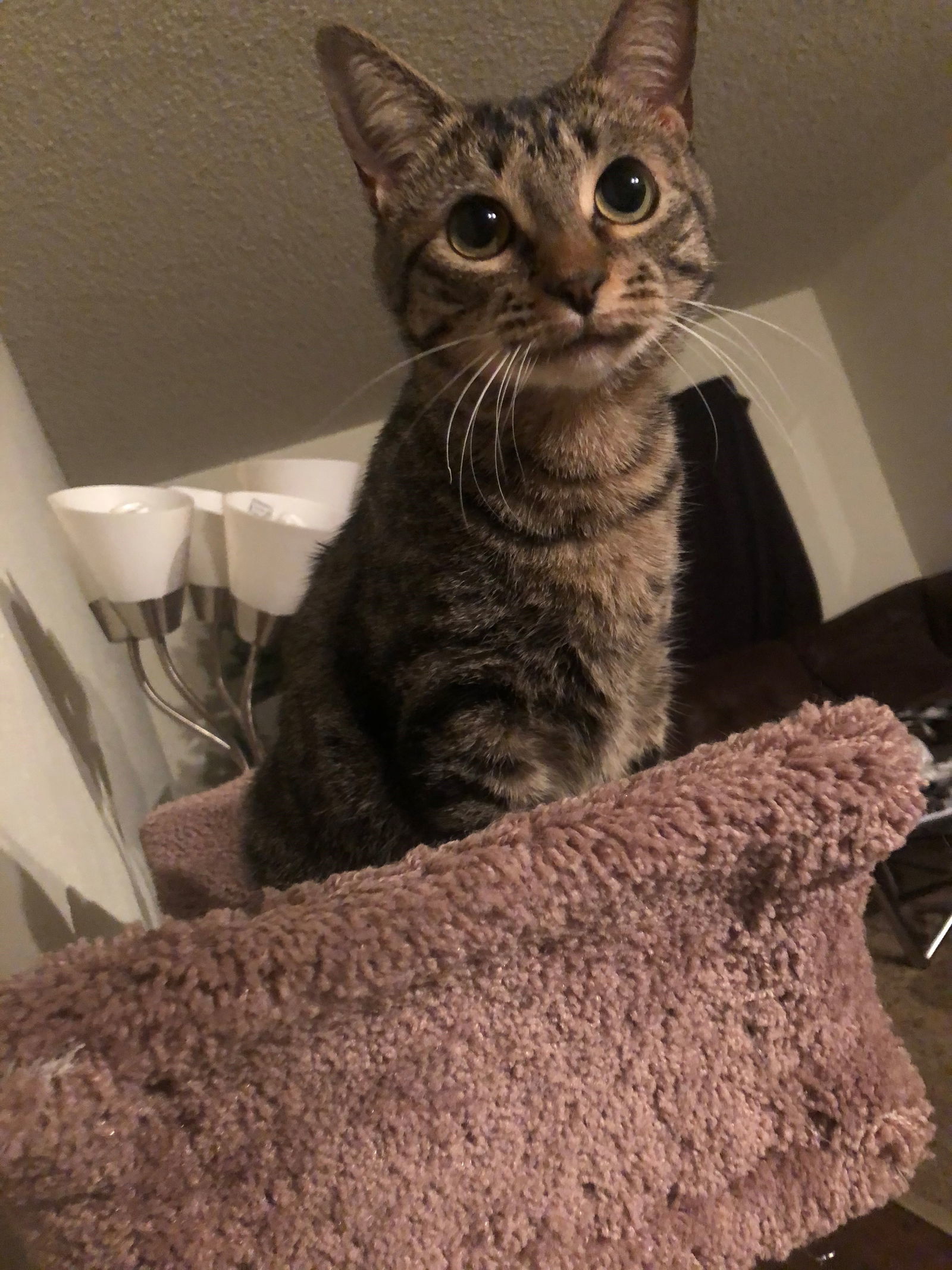 Kiwi (New Digs)