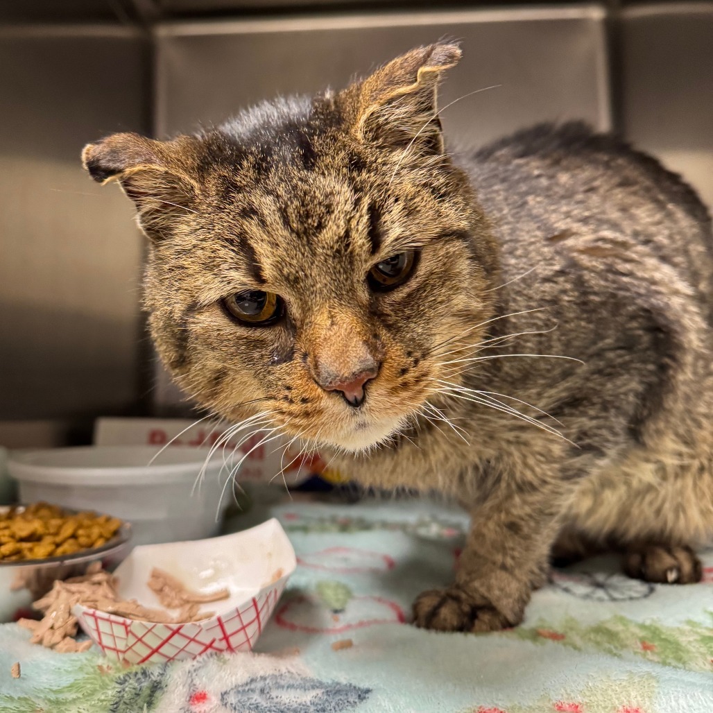 Lucas, an adoptable Domestic Short Hair in Cody, WY, 82414 | Photo Image 1