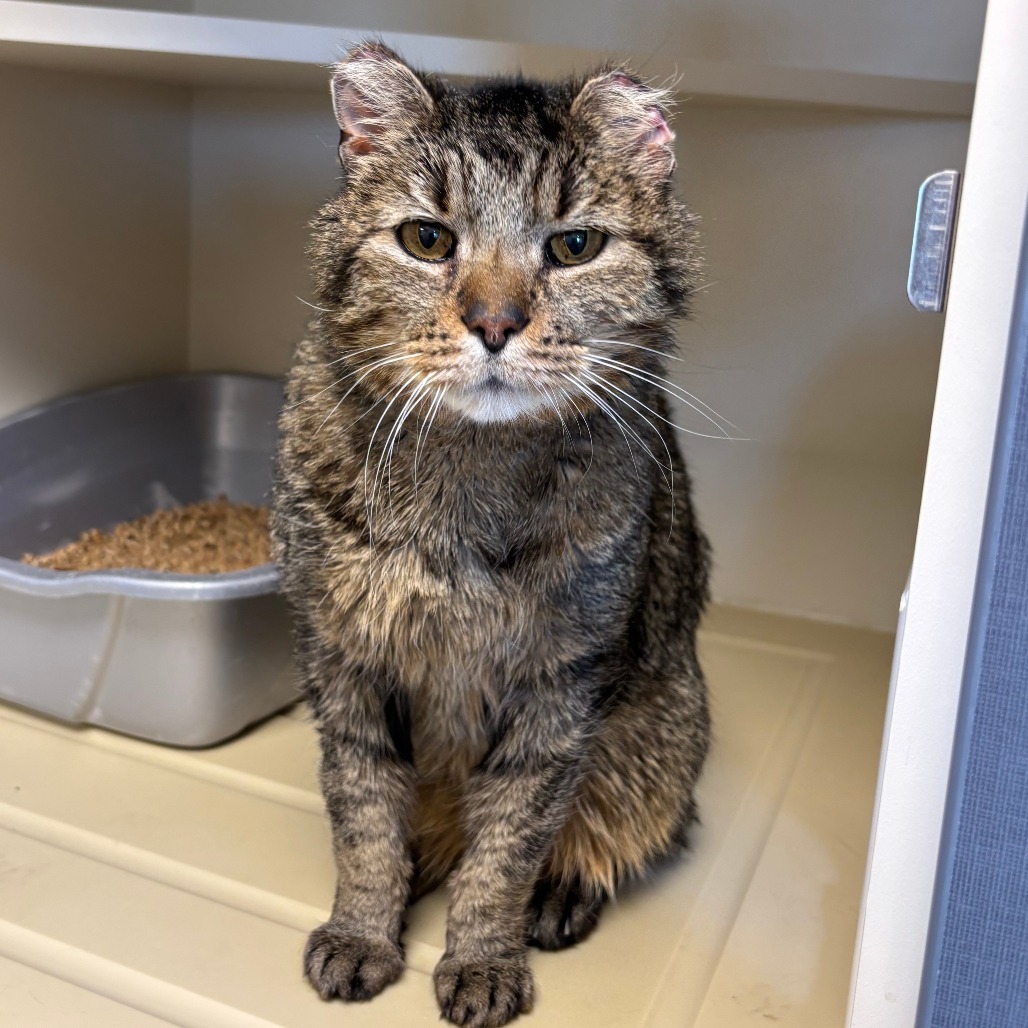 Lucas, an adoptable Domestic Short Hair in Cody, WY, 82414 | Photo Image 1
