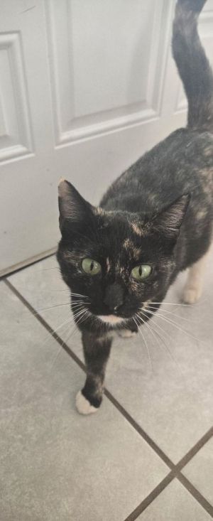 My name is Lacey and I am a very loving and kind kitty I have just finished weaning my babies