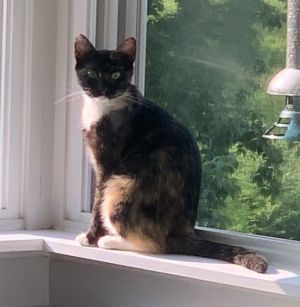 Lacey, Young Female Tortoiseshell
