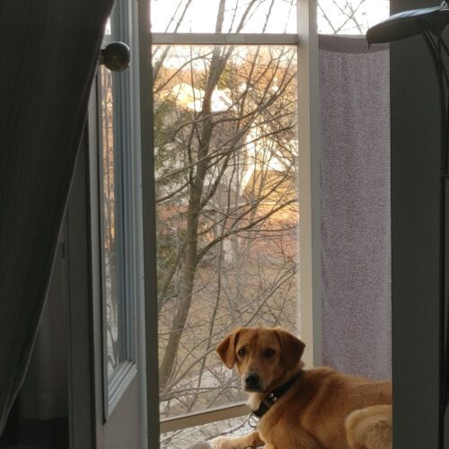 Arthur, an adoptable Mixed Breed in Sunderland, ON, L0C 1H0 | Photo Image 2