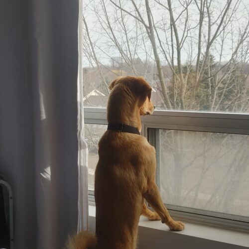 Arthur, an adoptable Mixed Breed in Sunderland, ON, L0C 1H0 | Photo Image 3