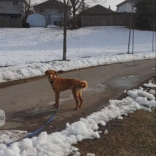 Arthur, an adoptable Mixed Breed in Sunderland, ON, L0C 1H0 | Photo Image 4
