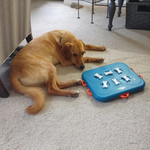 Arthur, an adoptable Mixed Breed in Sunderland, ON, L0C 1H0 | Photo Image 5