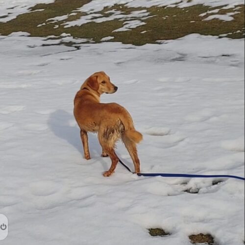 Arthur, an adoptable Mixed Breed in Sunderland, ON, L0C 1H0 | Photo Image 6