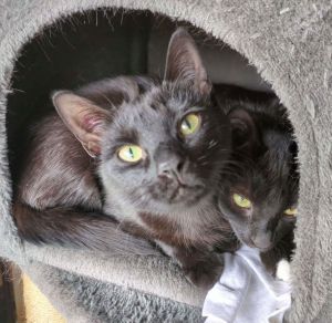 Hollie, Young Female Domestic Short Hair