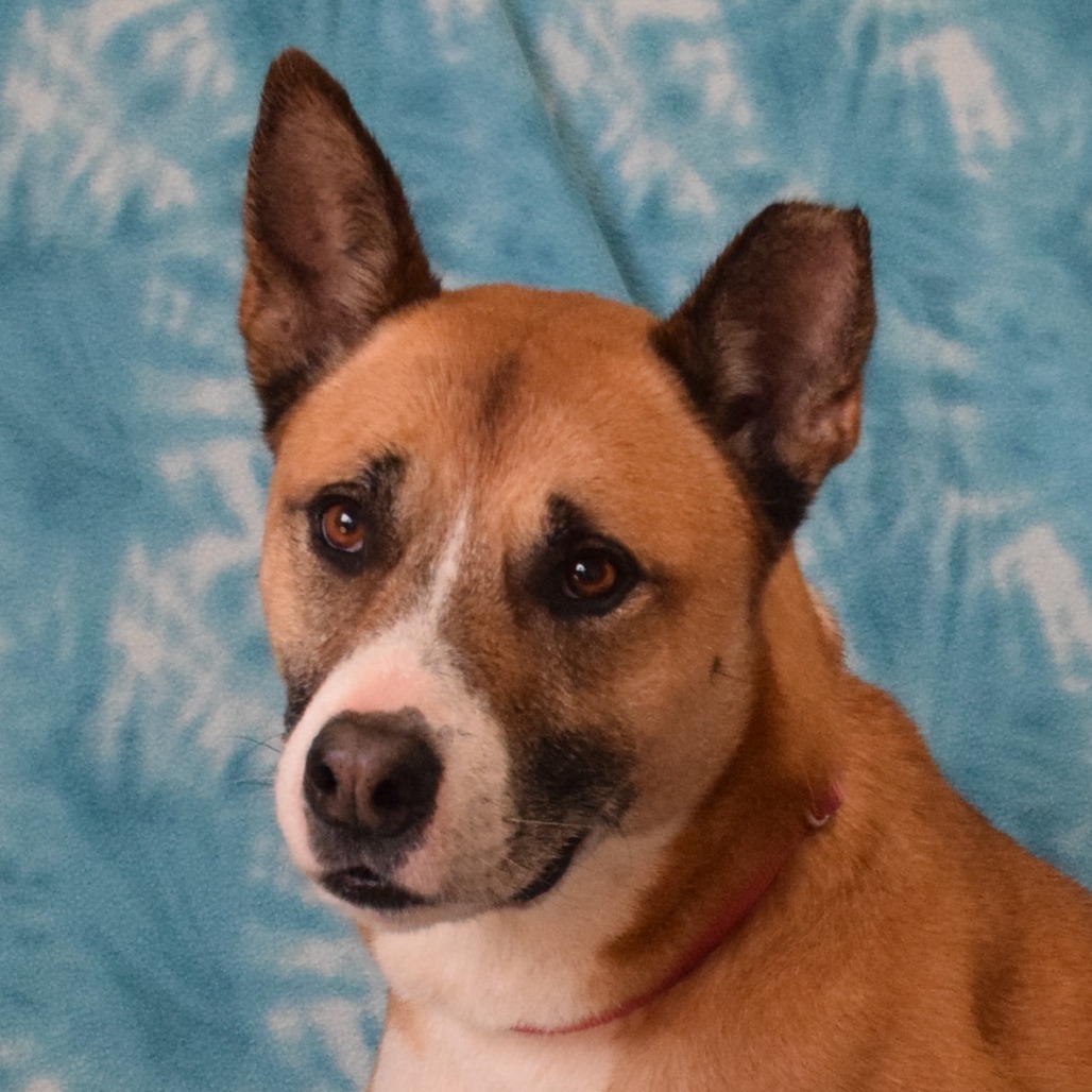 Maddy, an adoptable Akita in Eureka, CA, 95503 | Photo Image 1