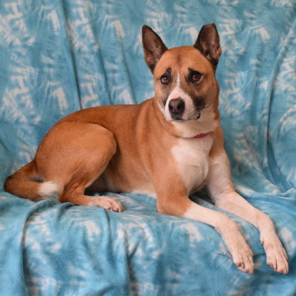 Maddy, an adoptable Akita in Eureka, CA, 95503 | Photo Image 2