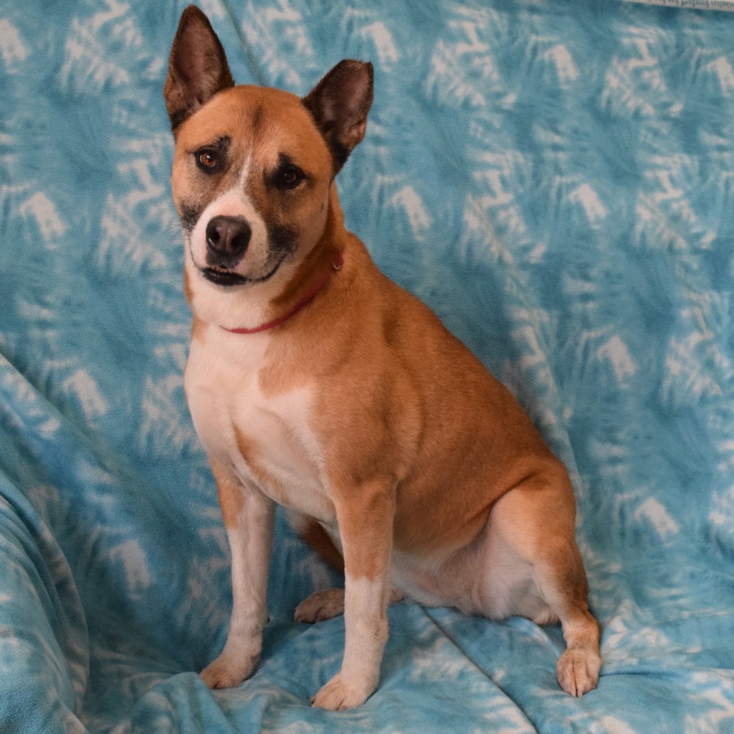 Maddy, an adoptable Akita in Eureka, CA, 95503 | Photo Image 3