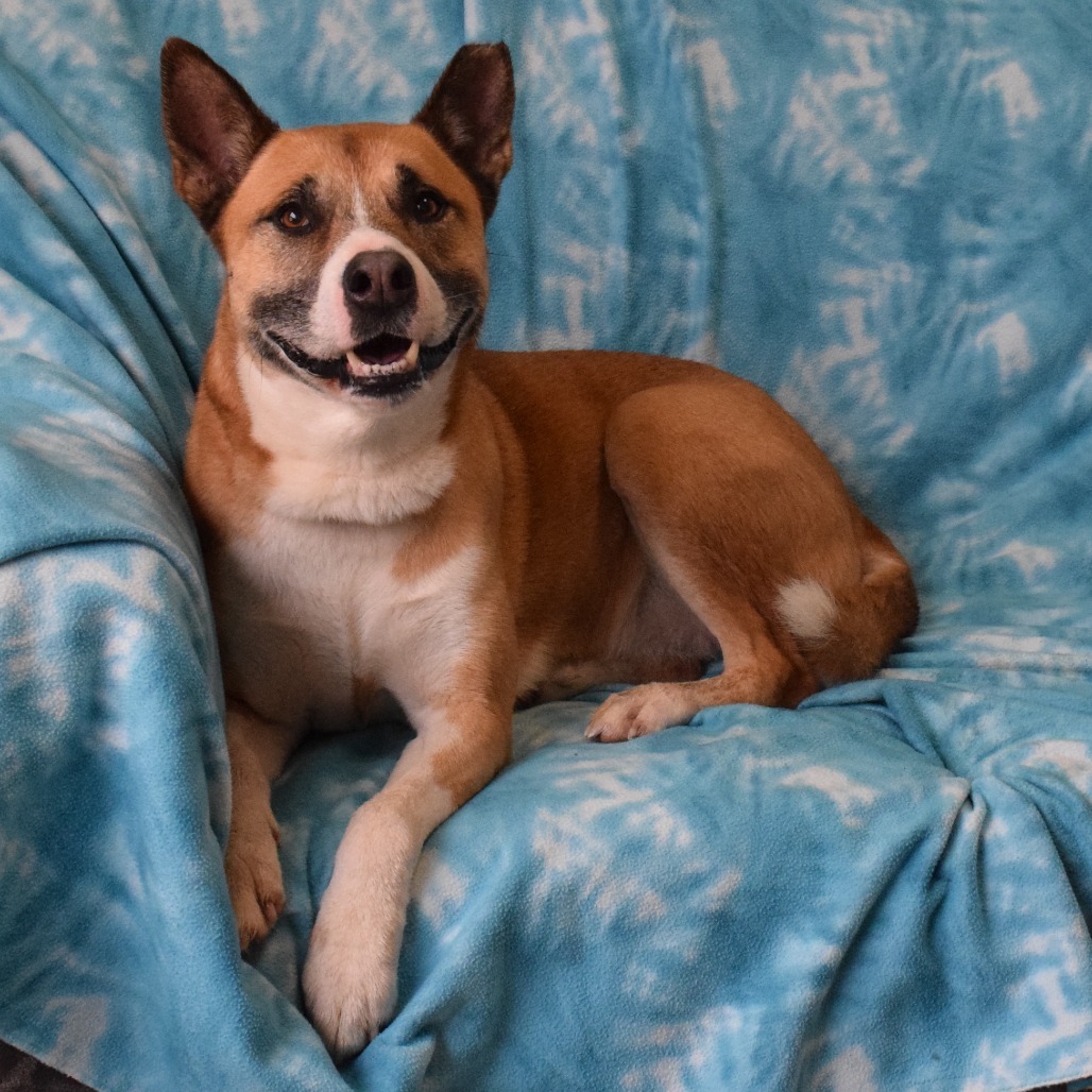 Maddy, an adoptable Akita in Eureka, CA, 95503 | Photo Image 4