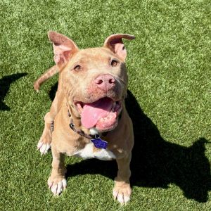 Meet Winifred This older lady came to Rocket Dog as a stray and was not reclaimed after her stray h