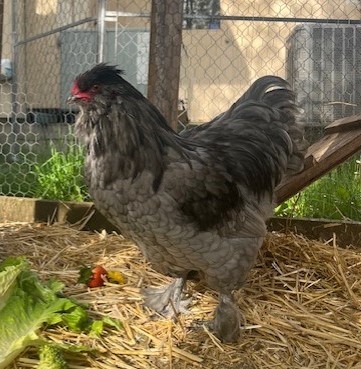 Patsy