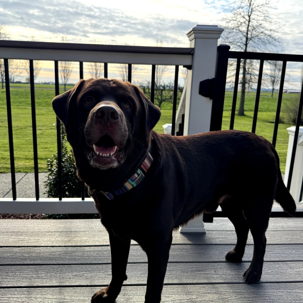 Herschel, an adoptable Chocolate Labrador Retriever in Maple Falls, WA, 98266 | Photo Image 1
