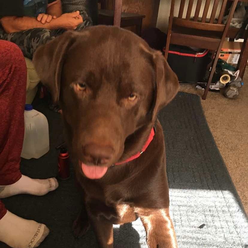 Herschel, an adoptable Chocolate Labrador Retriever in Maple Falls, WA, 98266 | Photo Image 2