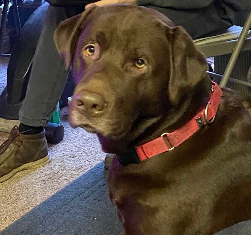 Herschel, an adoptable Chocolate Labrador Retriever in Maple Falls, WA, 98266 | Photo Image 3