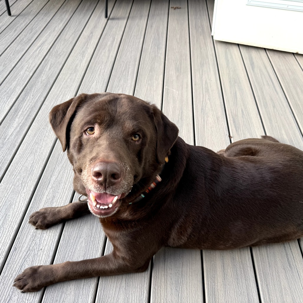Herschel, an adoptable Chocolate Labrador Retriever in Maple Falls, WA, 98266 | Photo Image 4