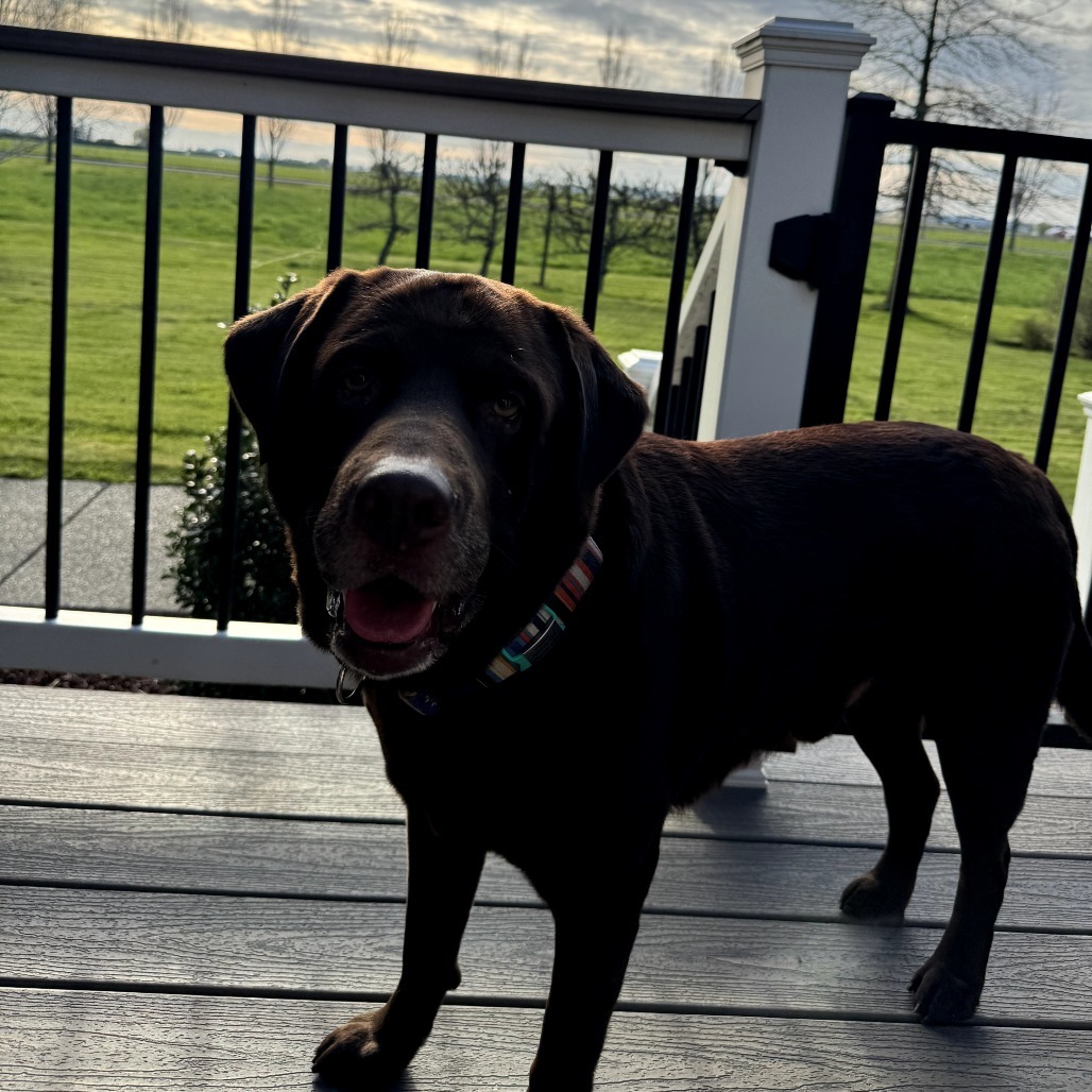 Herschel, an adoptable Chocolate Labrador Retriever in Maple Falls, WA, 98266 | Photo Image 5