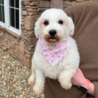 Tillie Bichon