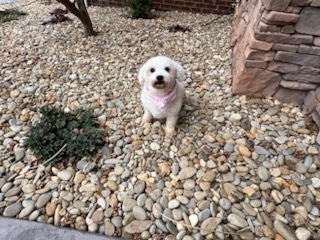 Tillie Bichon