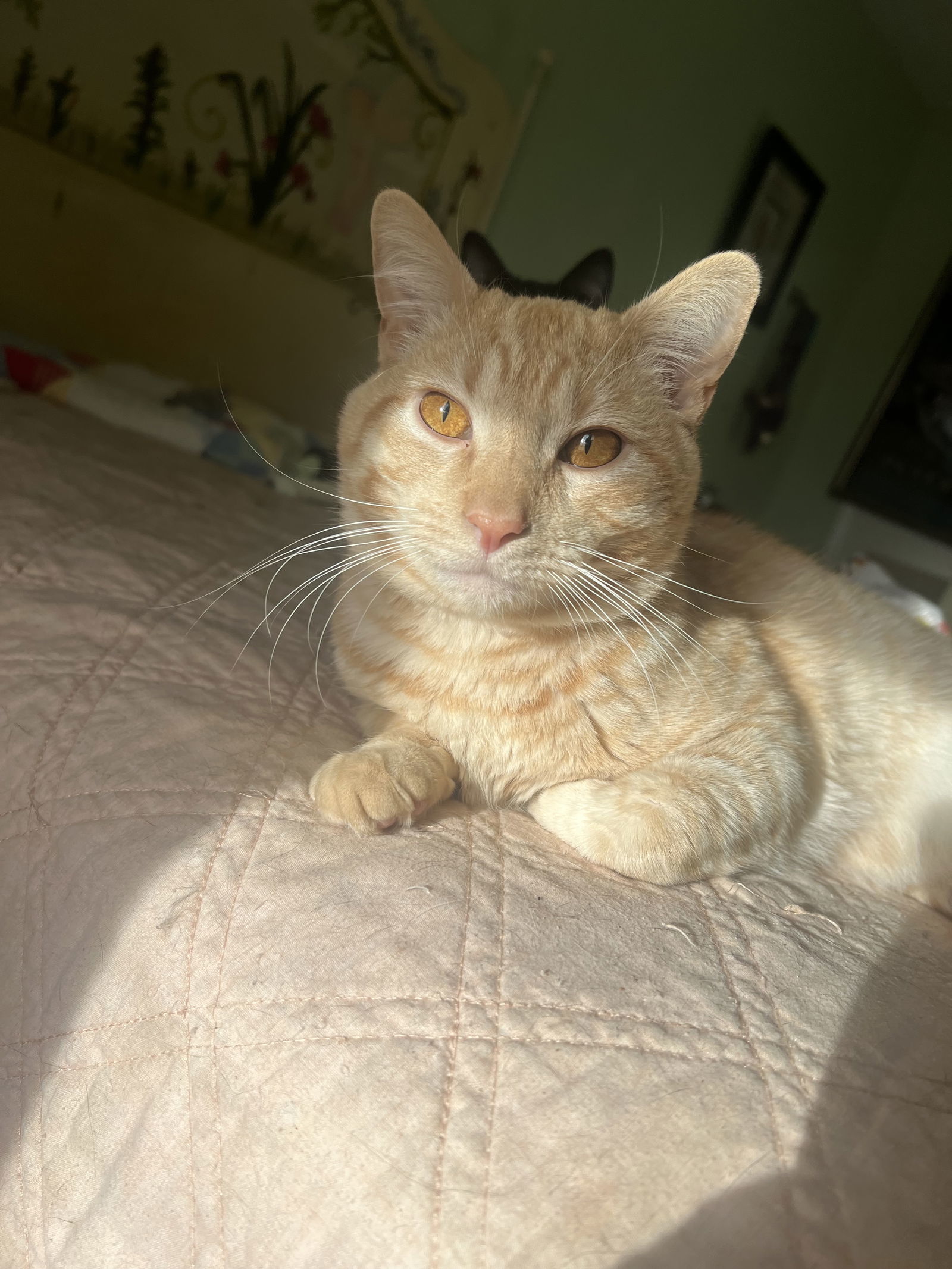 Le'Orange
