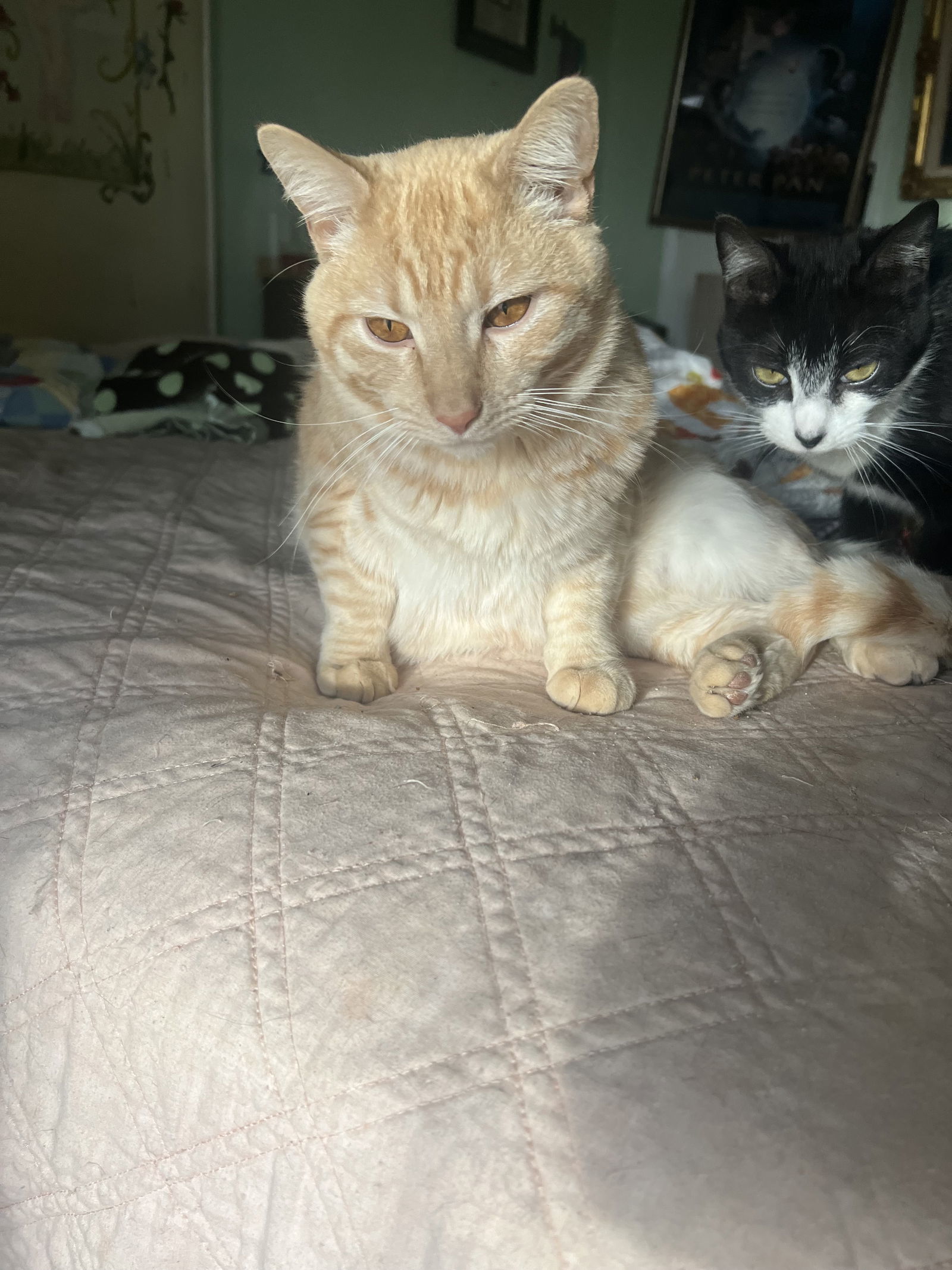 Le'Orange