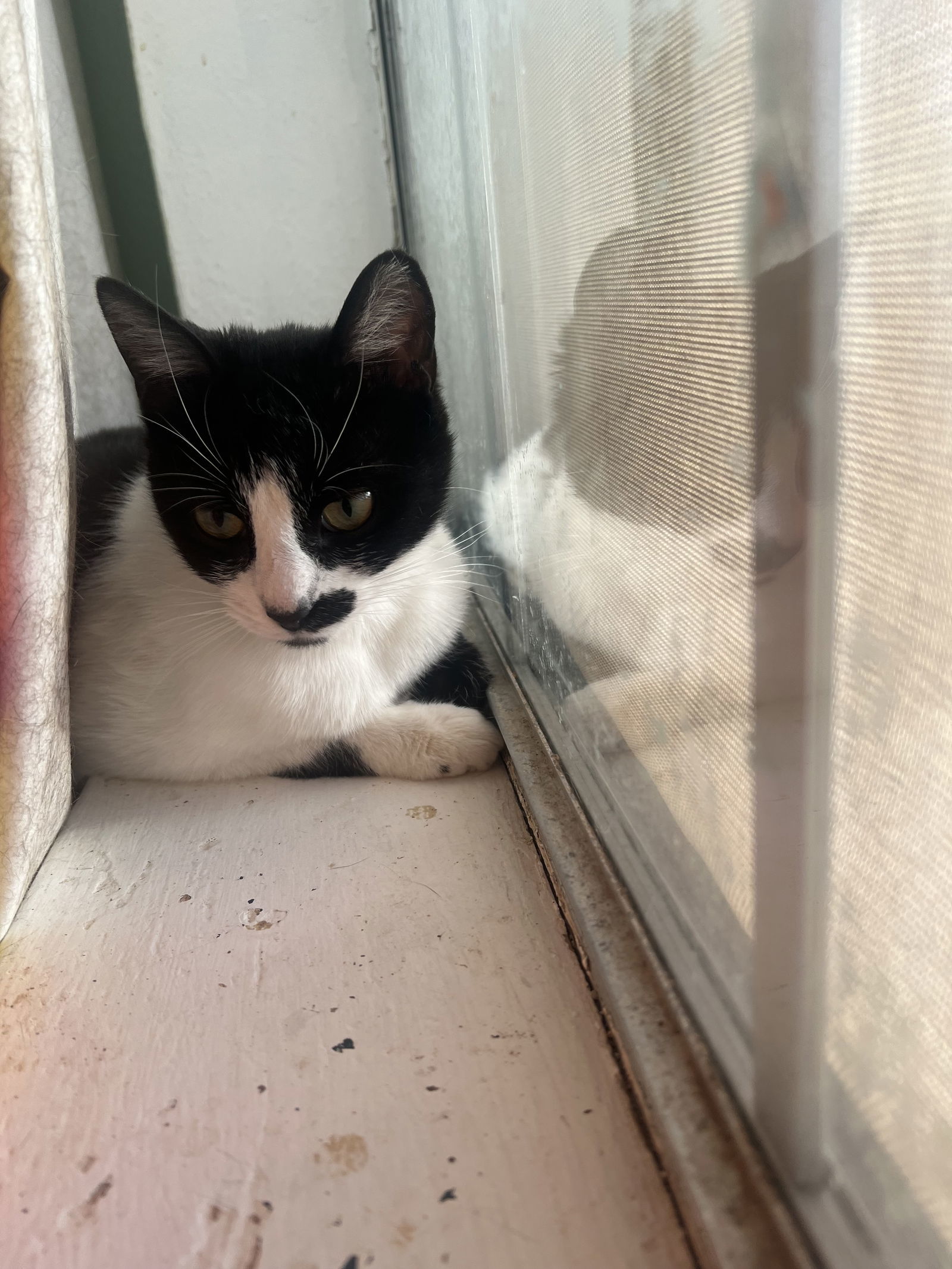 Derry Meow