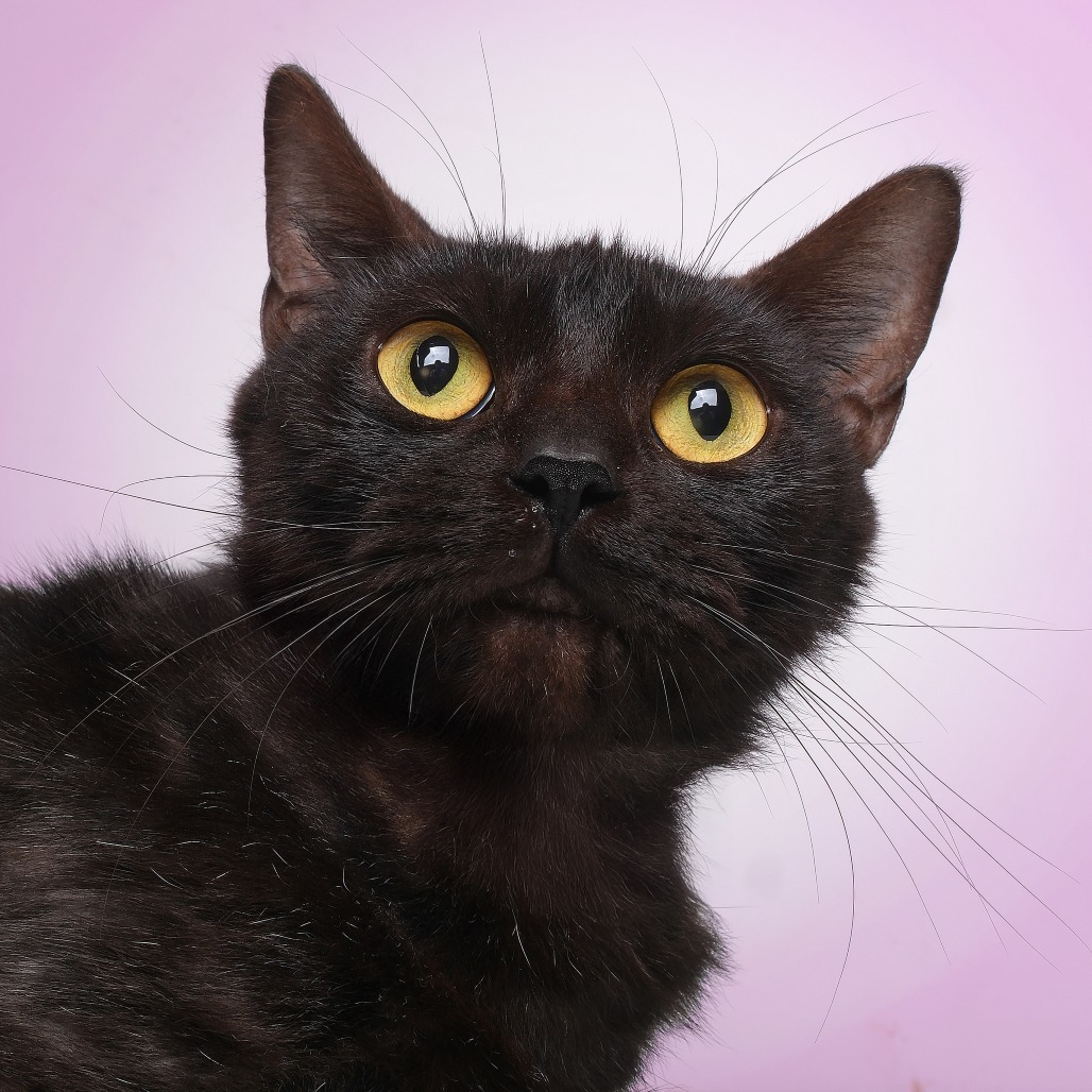 Shaki C, an adoptable Domestic Short Hair in Guaynabo, PR, 00969 | Photo Image 1