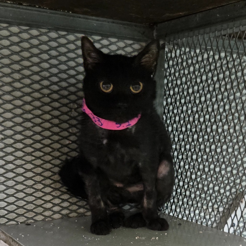 Shaki C, an adoptable Domestic Short Hair in Guaynabo, PR, 00969 | Photo Image 2