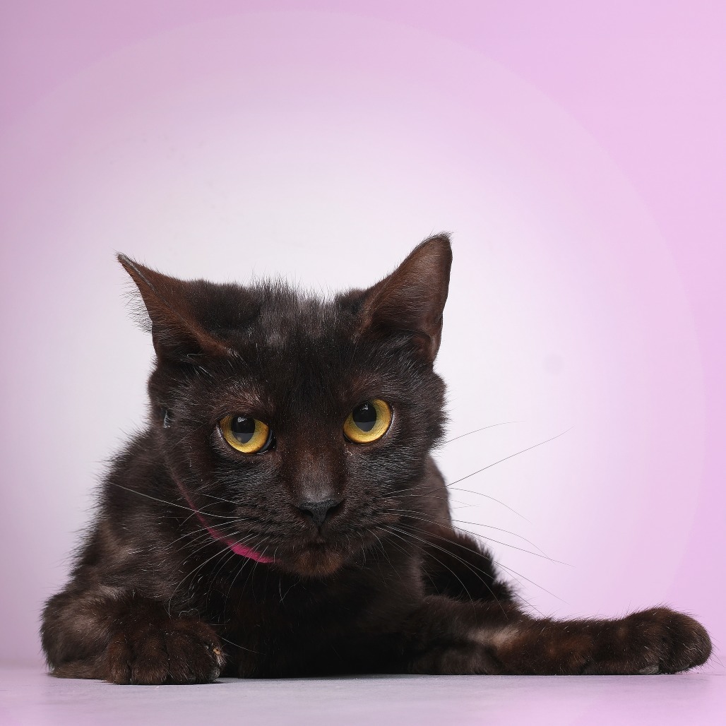 Shaki C, an adoptable Domestic Short Hair in Guaynabo, PR, 00969 | Photo Image 3