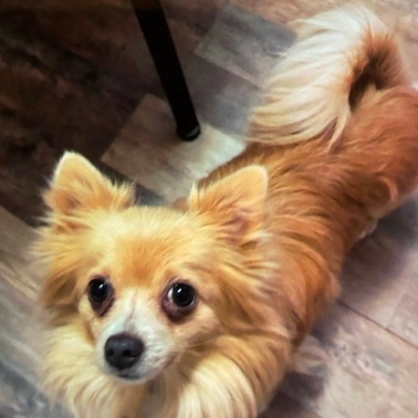 Little Bear