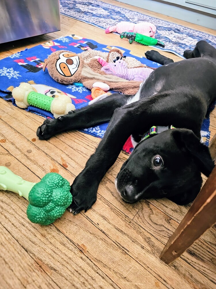 Rico