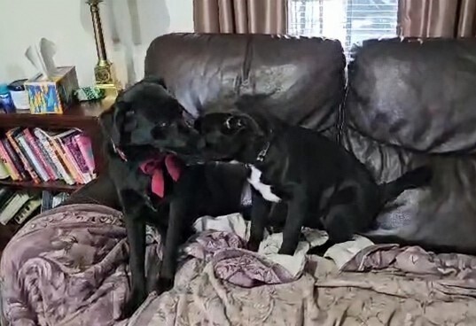 Rico