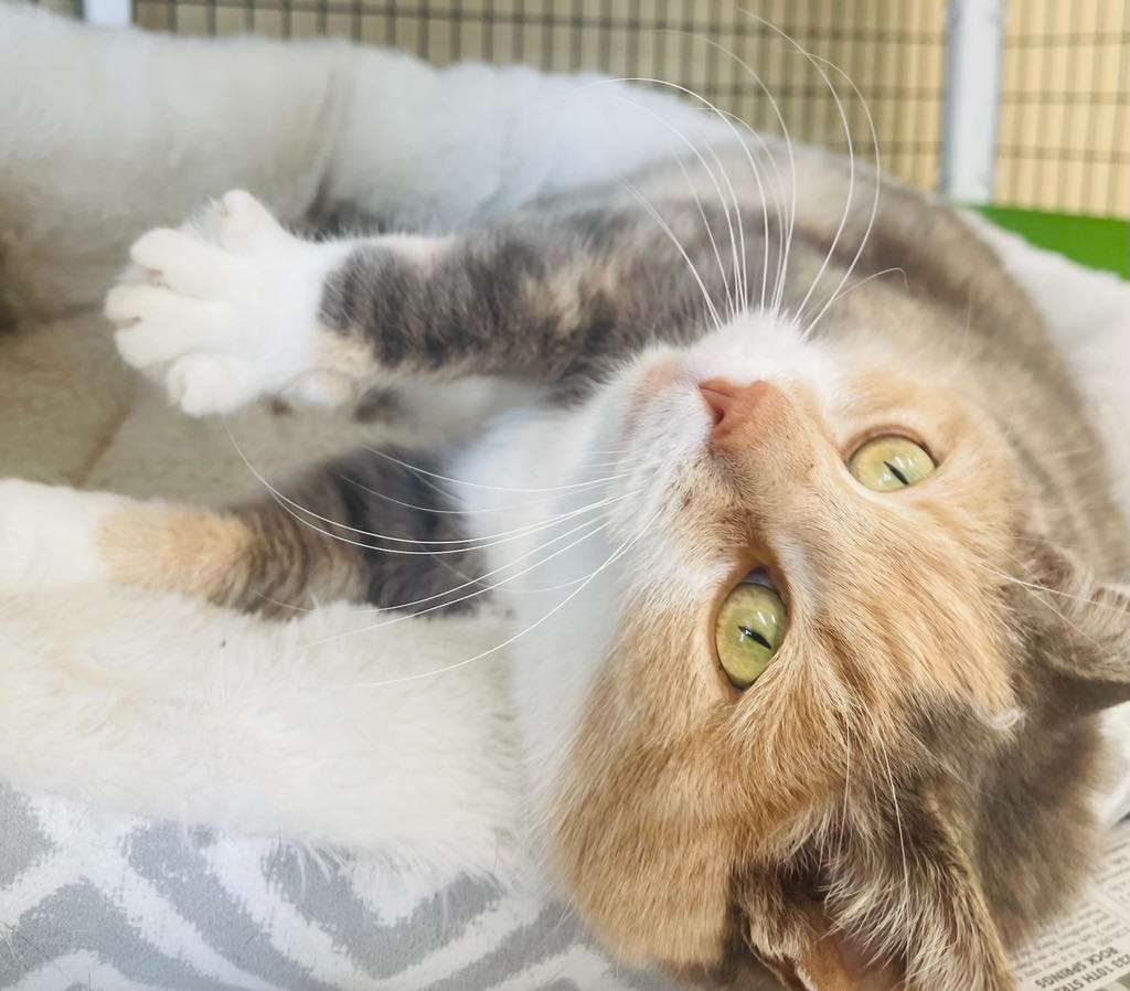 Piper, an adoptable Domestic Medium Hair in Green River, WY, 82935 | Photo Image 2