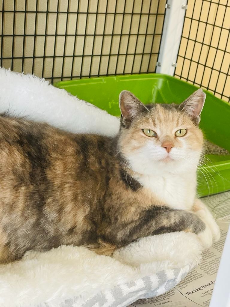 Piper, an adoptable Domestic Medium Hair in Green River, WY, 82935 | Photo Image 3