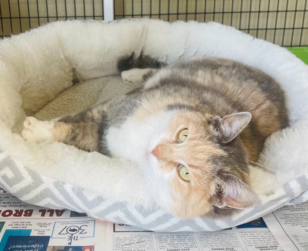 Piper, an adoptable Domestic Medium Hair in Green River, WY, 82935 | Photo Image 4