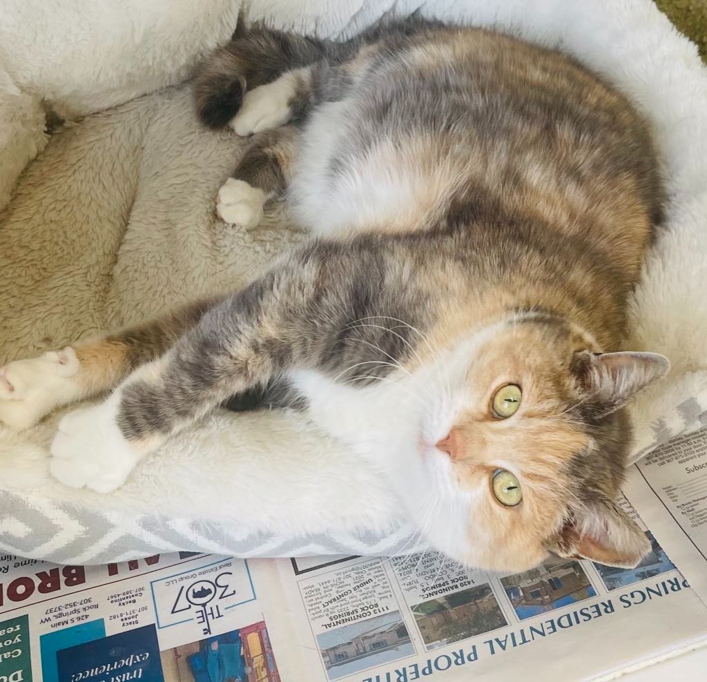 Piper, an adoptable Domestic Medium Hair in Green River, WY, 82935 | Photo Image 5