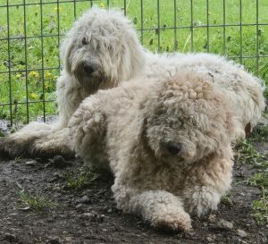 Braeley (Braileigh) PKA Teddy Graham