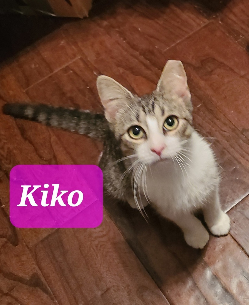 Kiko 0361