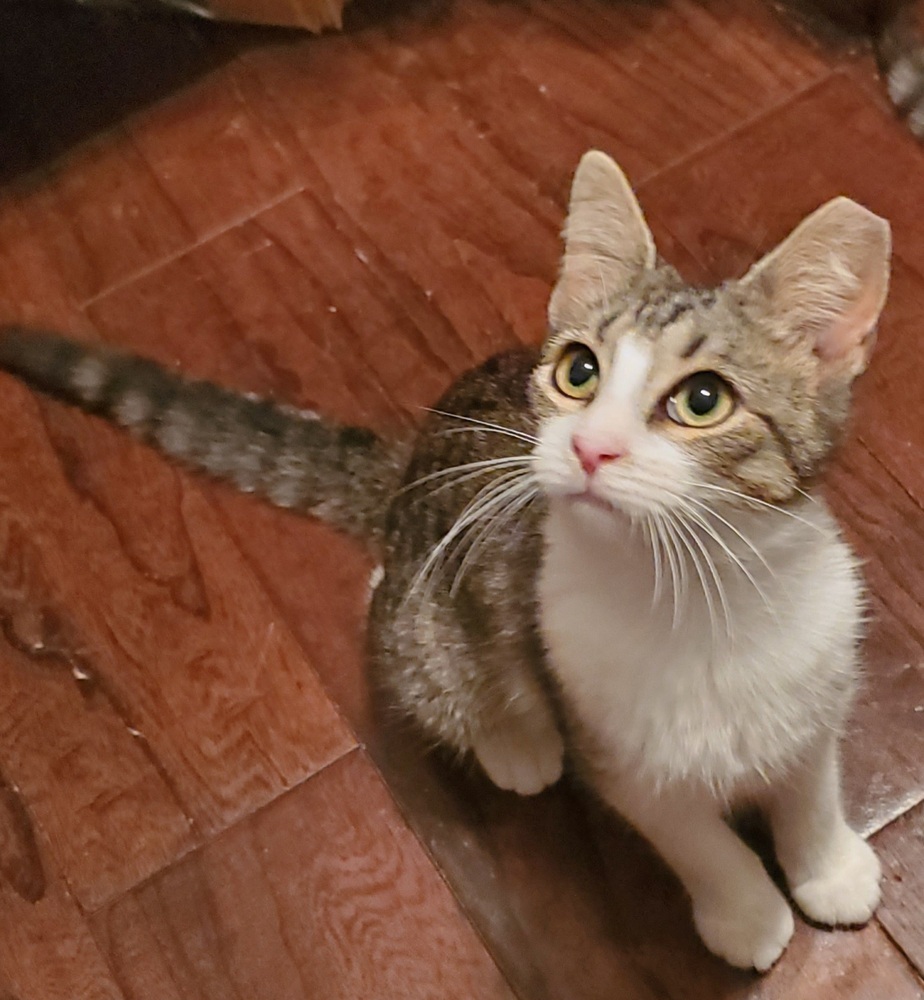Kiko 0361