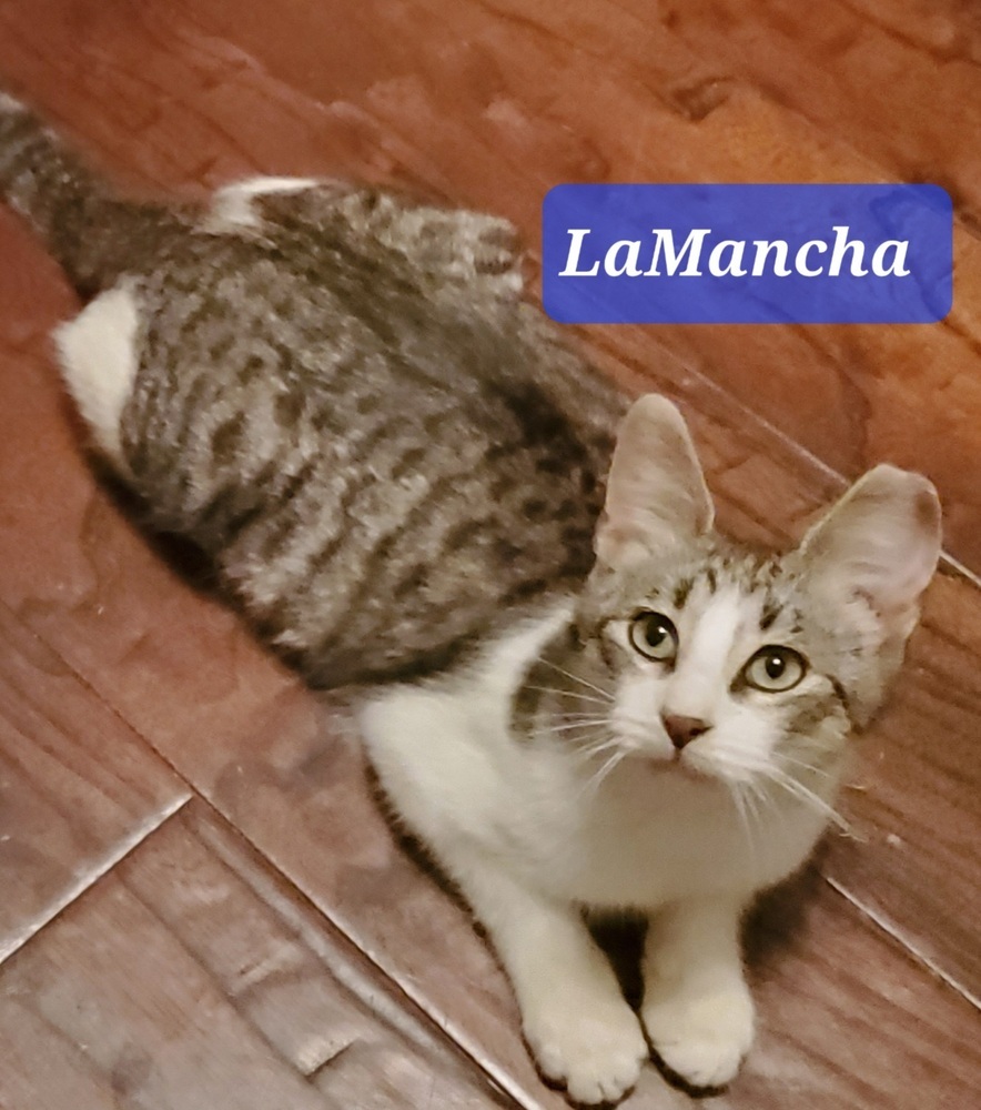 Girl from LaMancha 0354
