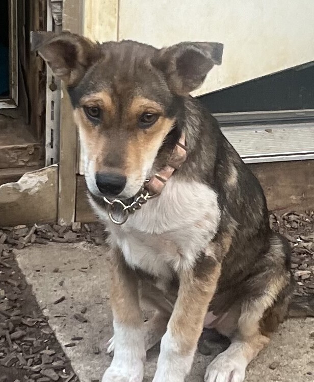 Pup Georgia O'keefe