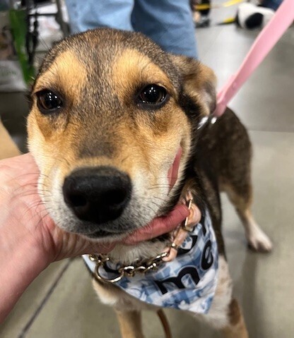 Pup Georgia O'keefe