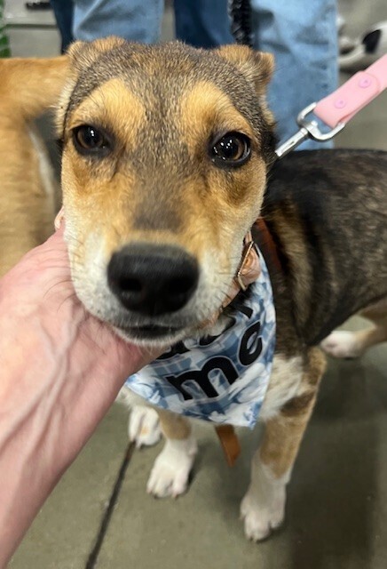 Pup Georgia O'keefe